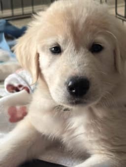 Colin image 1