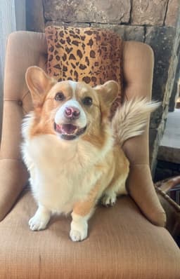 Winston image 2