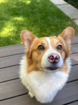 Winston image 3