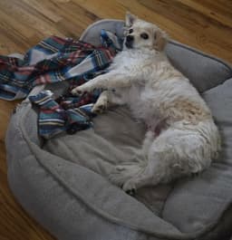 Chocko image 3