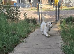 Chocko image 4