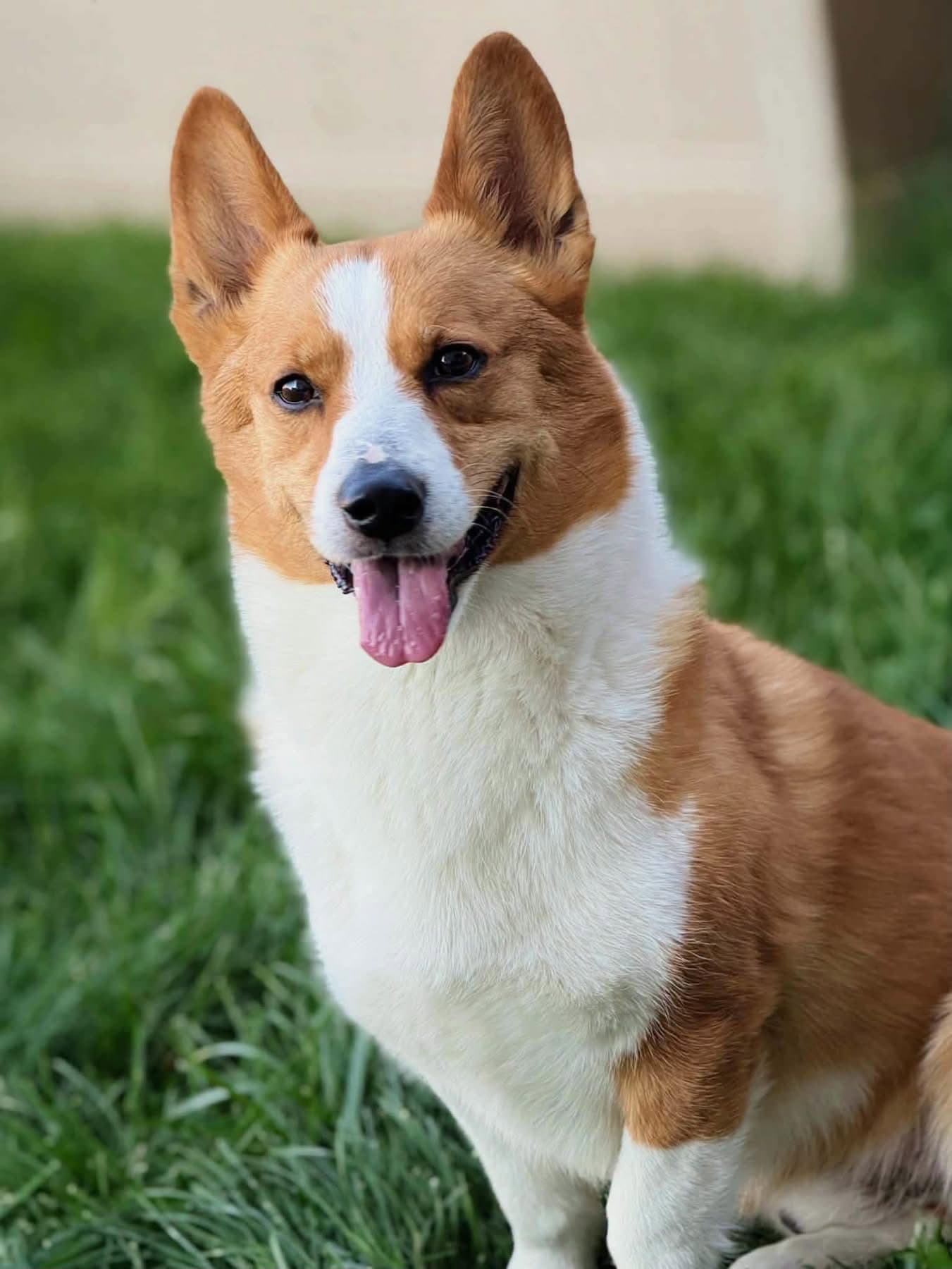 Woogie - Corgi
