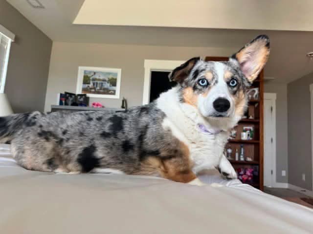 Delilah - Corgi