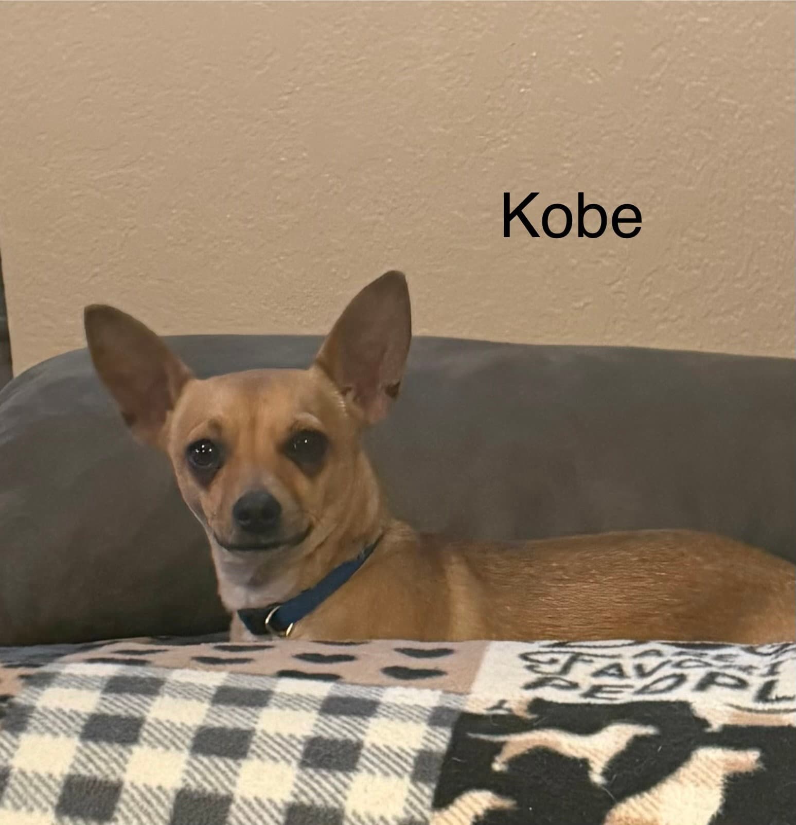 Kobe - Chihuahua