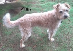 Ziggy image 3