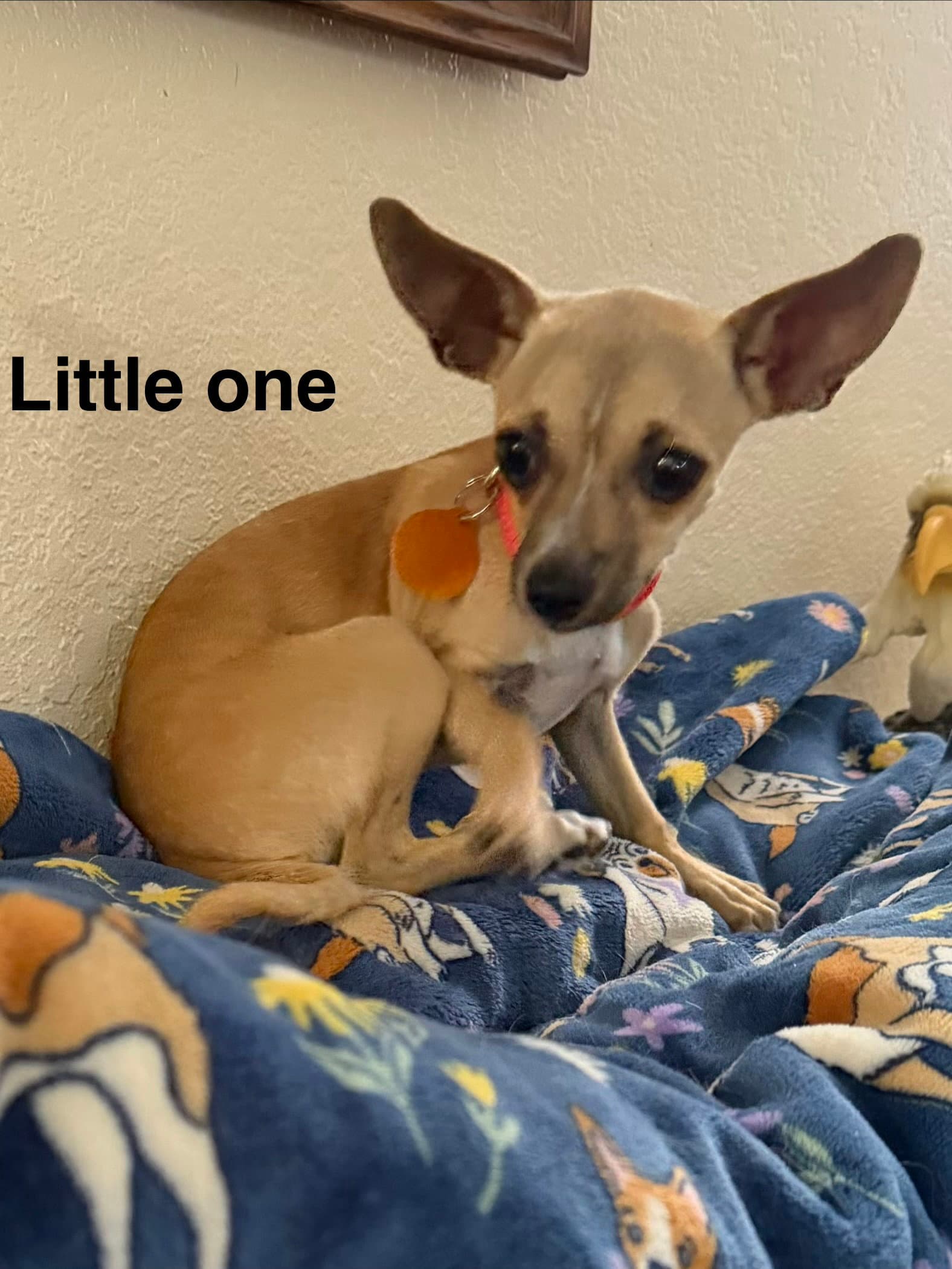Little One - Chihuahua