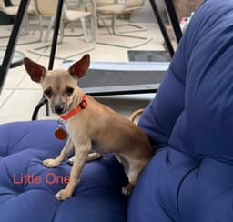 Little One image 2