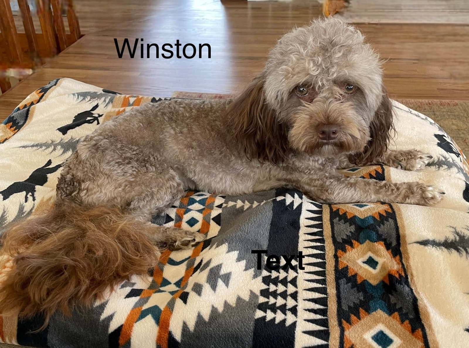 Winston - Havanese