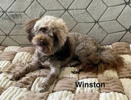 Winston image 2
