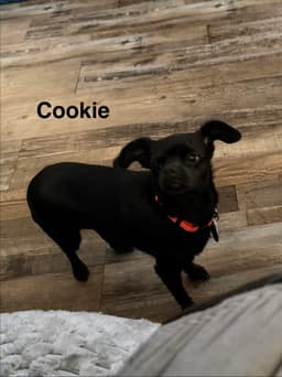 Cookie image 1