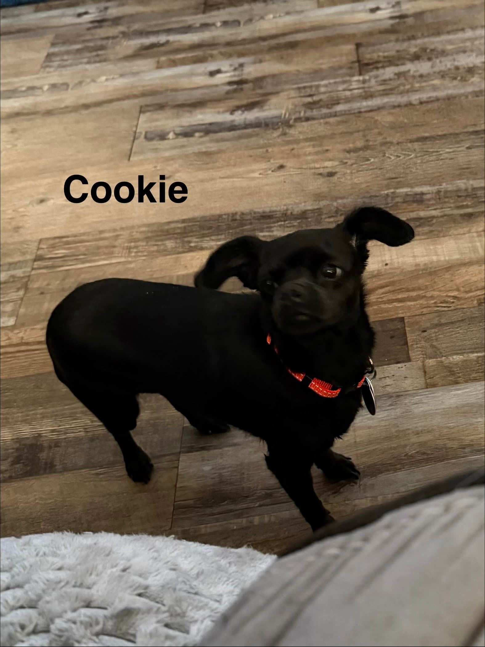 Cookie - Chihuahua