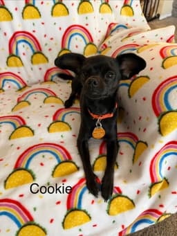 Cookie image 2
