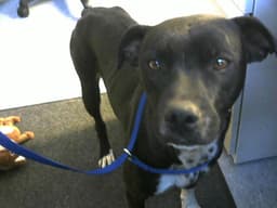 Molly image 1