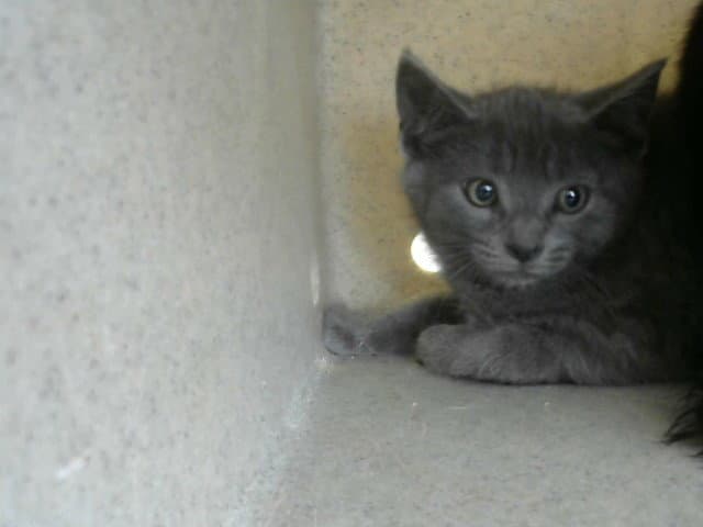 Smokey - Domestic Short Hair