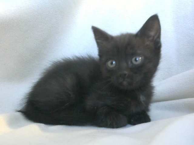 Mikey - Domestic Short Hair