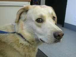 Rescue Only Moonshine image 1