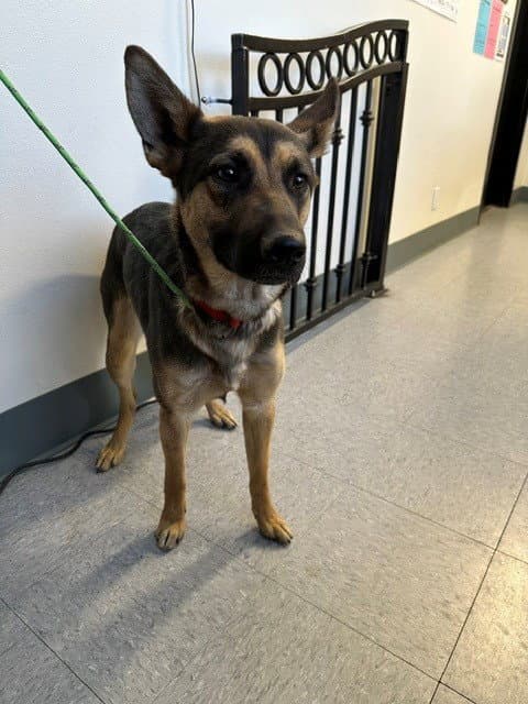 Raven - German Shepherd Dog