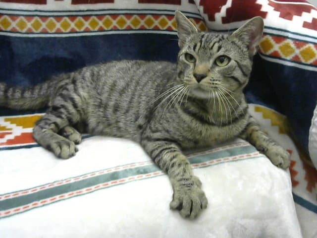 Med Adopt Spaghetti - Domestic Short Hair