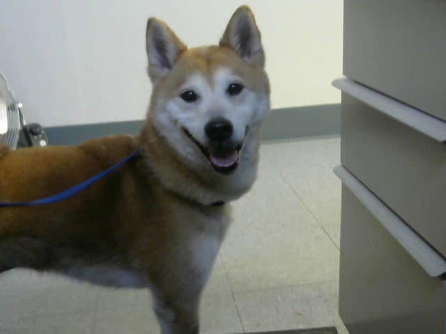 Do Do - Shiba Inu
