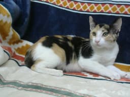 Reeses image 1