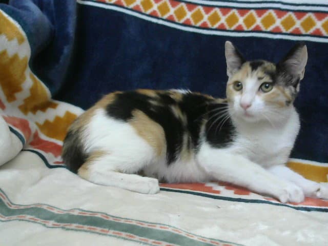Reeses - Domestic Short Hair
