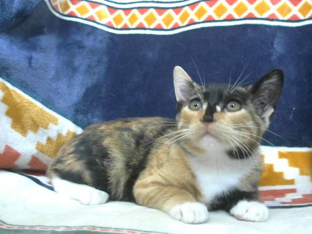 Twix - Domestic Short Hair