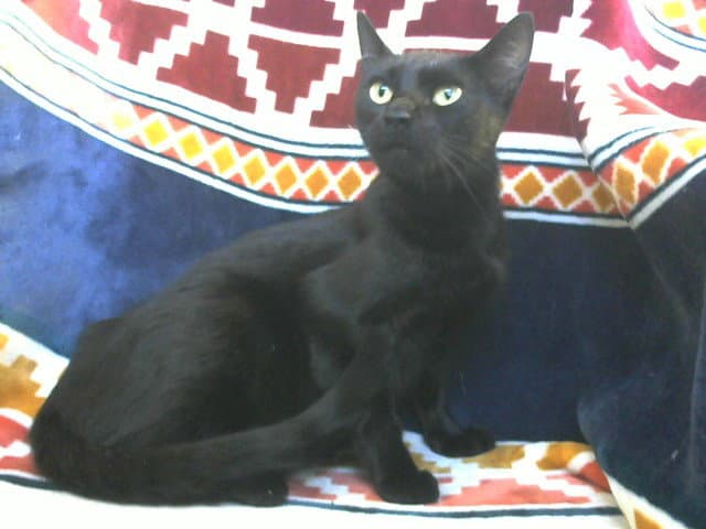 Mama Cleopatra - Domestic Short Hair