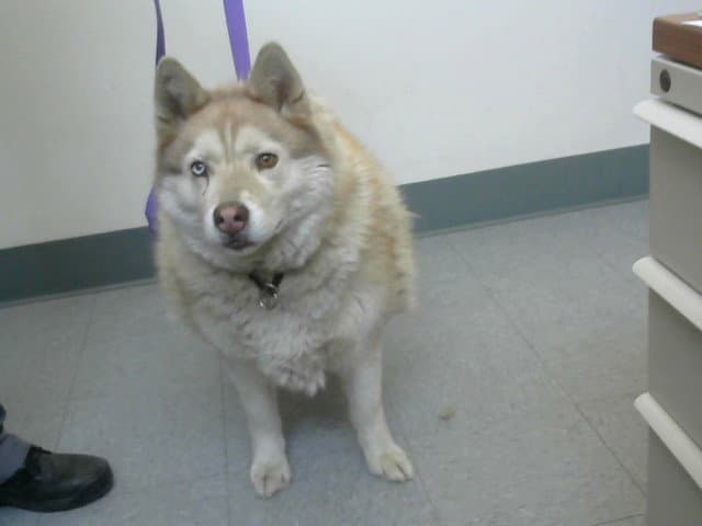 Med Waiver Kami - Siberian Husky