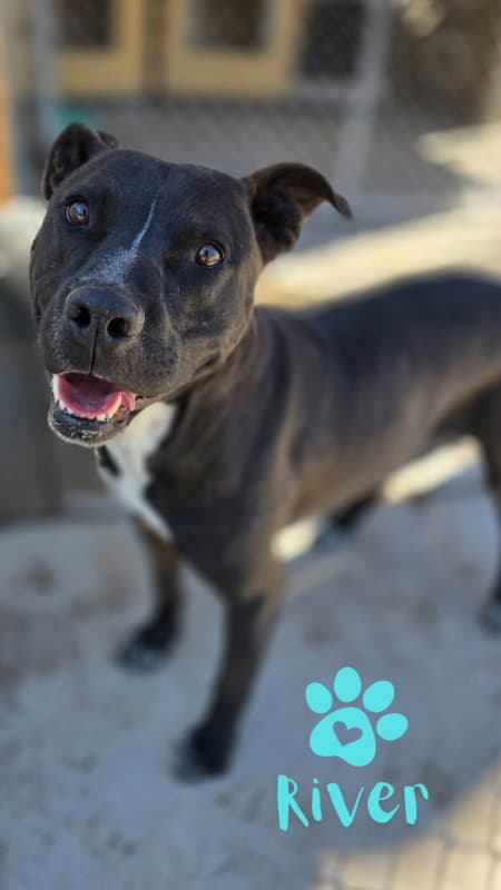 River - Pit Bull Terrier