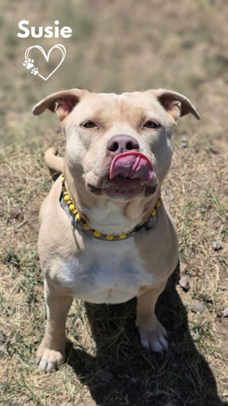 Susie - Pit Bull Terrier
