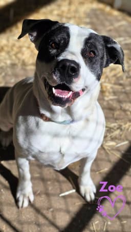 Zoe image 1