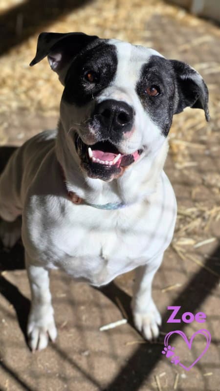 Zoe - American Pit Bull Terrier