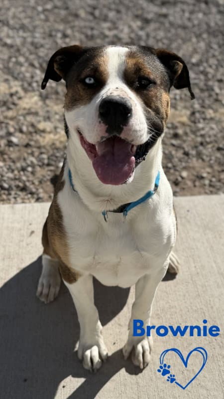 Brownie - Pit Bull Terrier