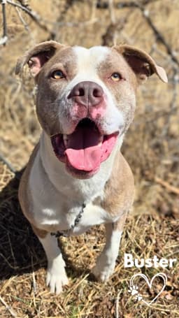 Buster image 3
