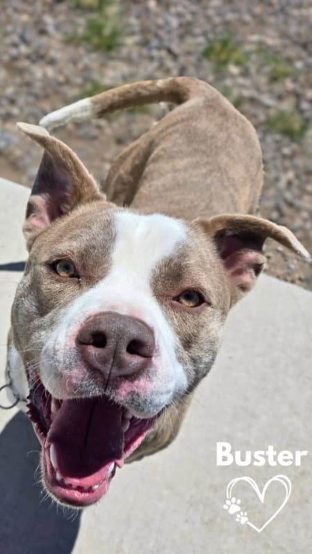 Buster - American Pit Bull Terrier