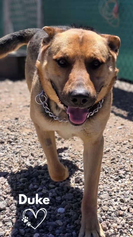Duke - German Shepherd Dog