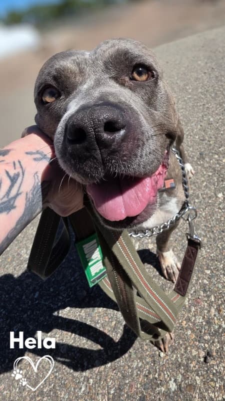 Hela - Pit Bull Terrier