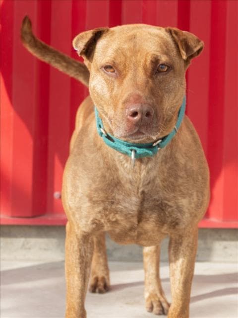 Cholula - Pit Bull Terrier