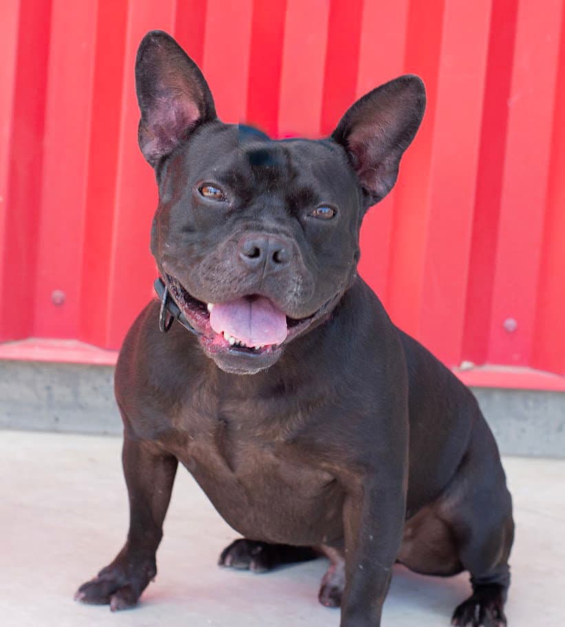 Buzz - French Bulldog
