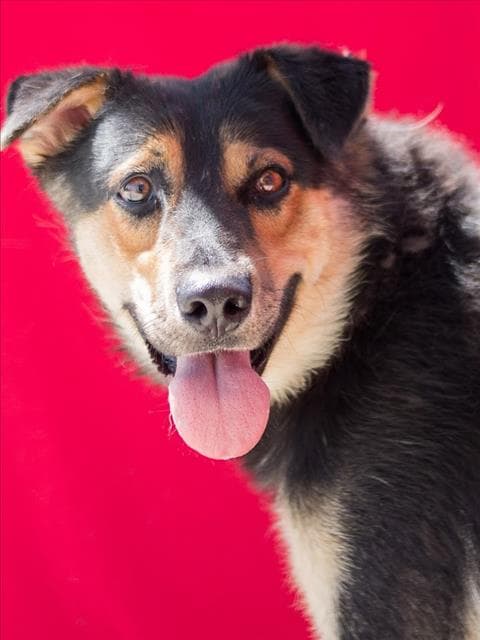 Webber - German Shepherd Dog