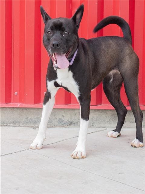Joan - Pit Bull Terrier