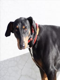 Lola image 1