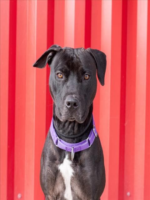 Arbok - Pit Bull Terrier