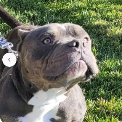 Unknown - Pit Bull Terrier