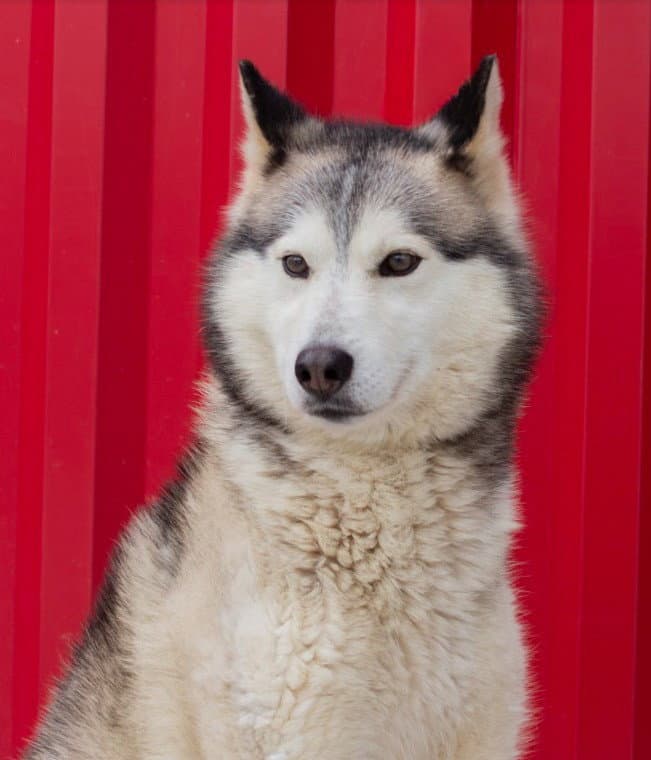 Cilantro - Husky