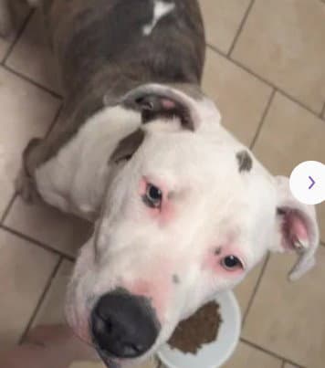 Unknown - Pit Bull Terrier
