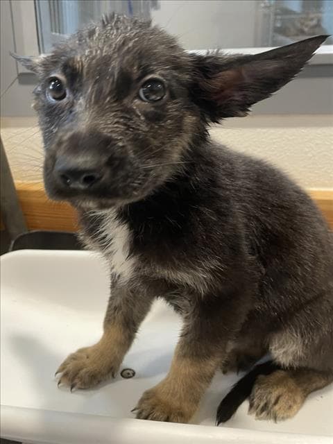 Agave - German Shepherd Dog