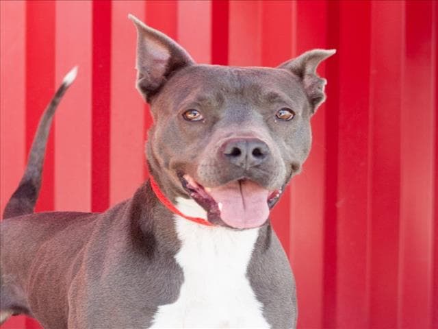 Raya - Pit Bull Terrier