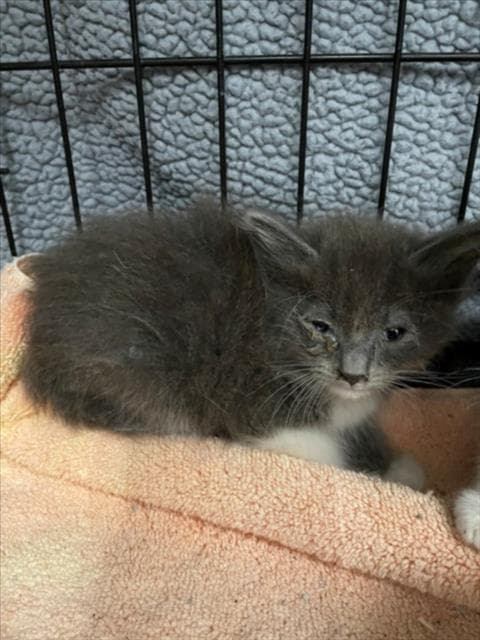 Moana - Domestic Long Hair