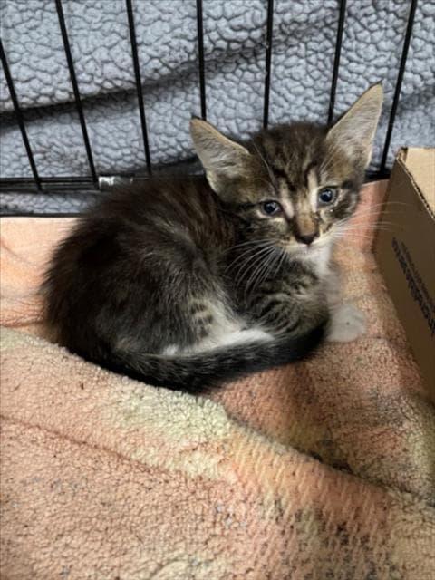 Pooh - Domestic Medium Hair
